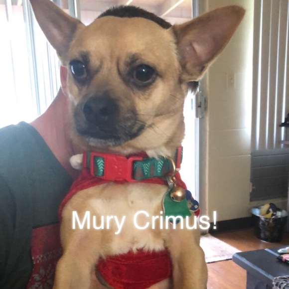 Meet your Posher, Elizabeth - Picture 6 of 8